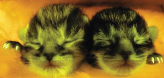 Illustration for article titled What can this glow-in-the-dark kitten teach scientists about AIDS?